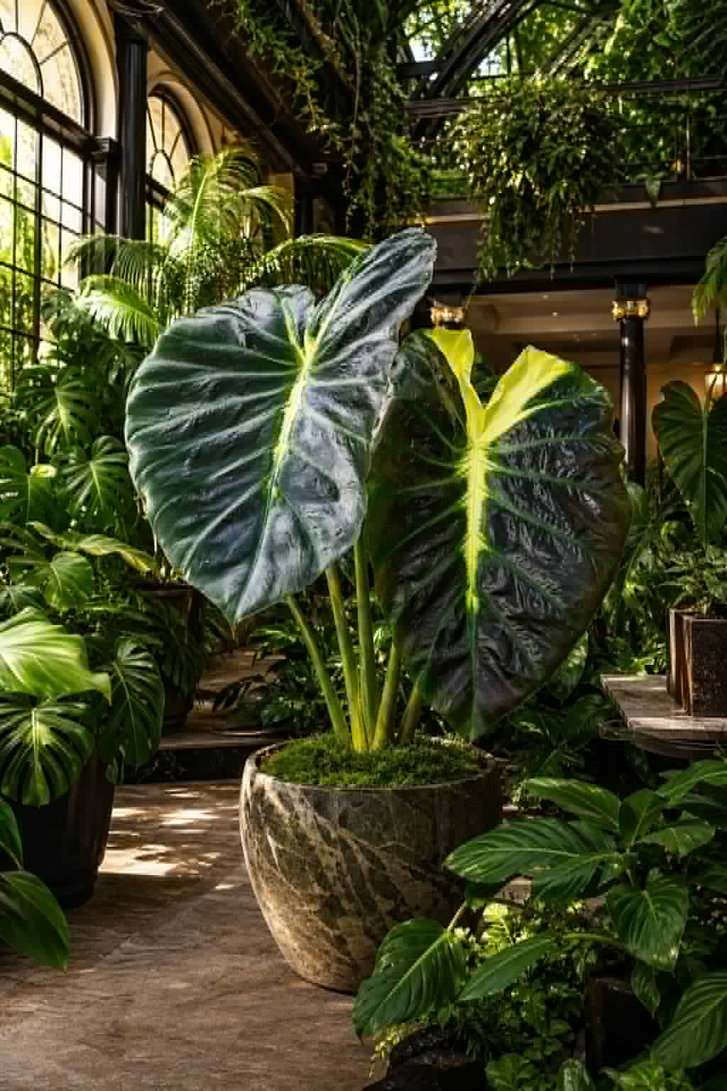Colocasia Angel Mask