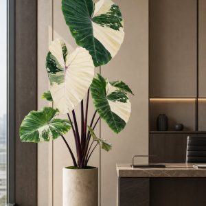 Colocasia – Cannibal